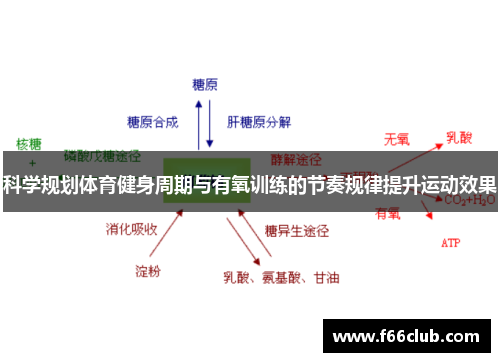 科学规划体育健身周期与有氧训练的节奏规律提升运动效果