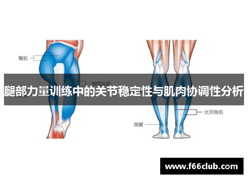 腿部力量训练中的关节稳定性与肌肉协调性分析